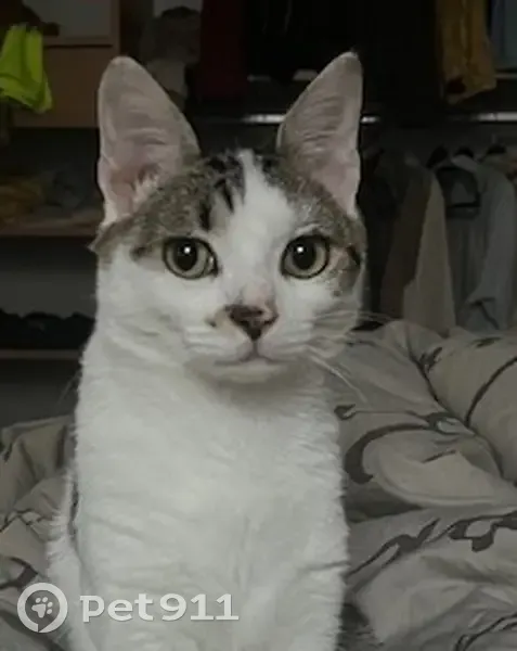 Chat noir et blanc tigré perdu à Attichy - photo