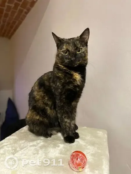 Chatte écaille Ruby perdue à Dijon - photo