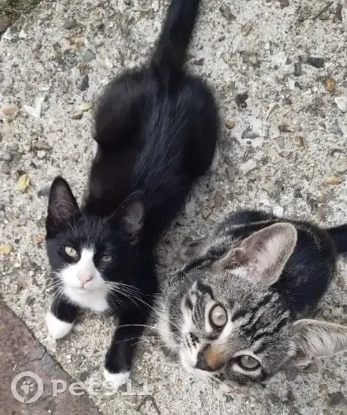 Perdu 2 chatons européens Rue Pierre Loti - photo