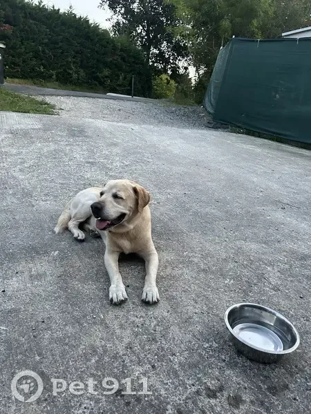 Labrador crème âgé trouvé à Ahetze - photo