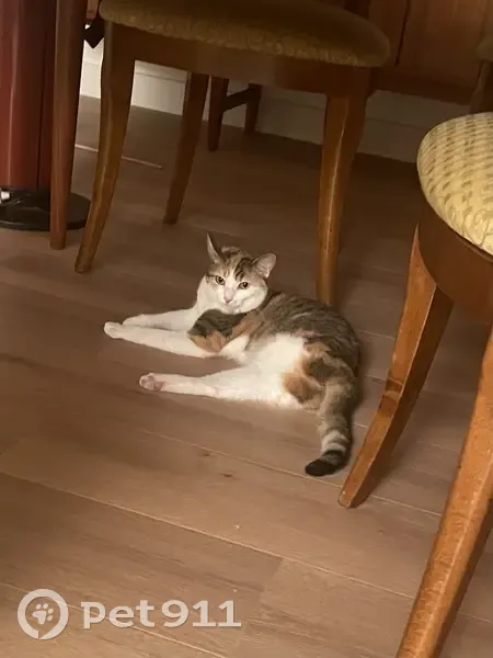 Chatte tricolore à trois pattes disparue - photo