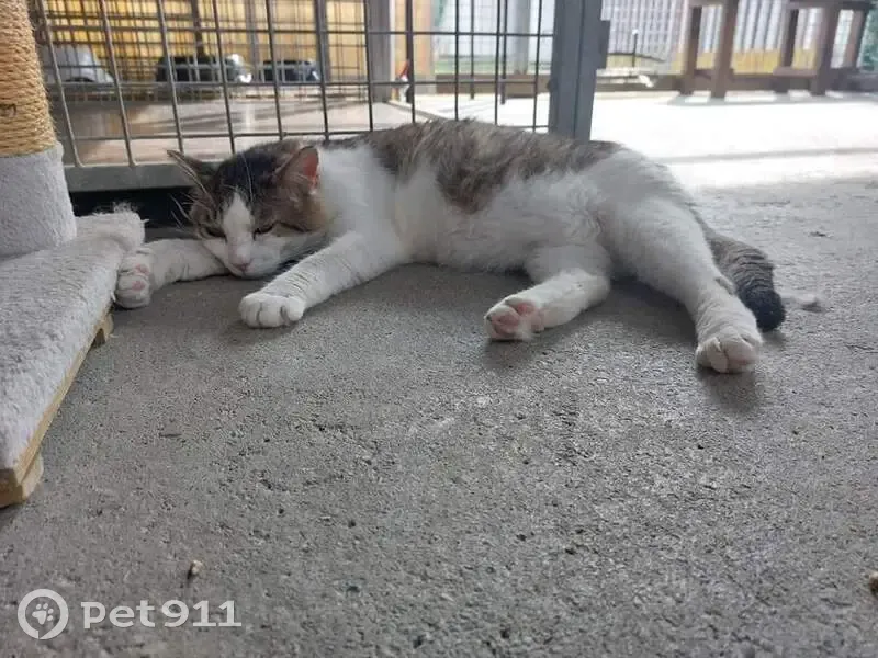 Chat tigré et blanc perdu à Valgelon-La Rochette - photo