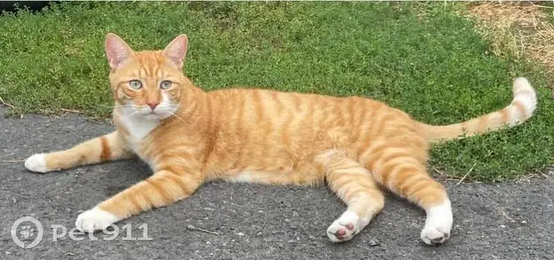 Chat disparu : Floki, mâle craintif, Drocourt - photo