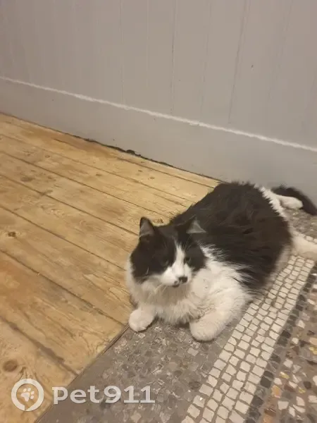 Chatte noire et blanche trouvée Rue Caraman - photo