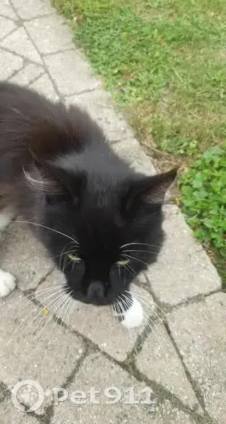 Chatte câline trouvée rue Jules Verne, Muzillac - photo