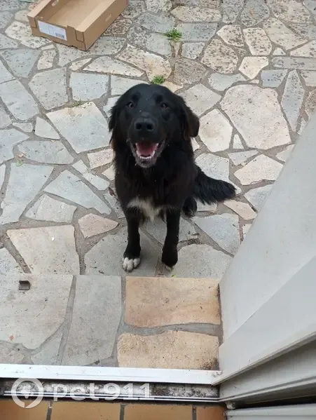 Chien noir trouvé à Allaire, Bretagne - photo