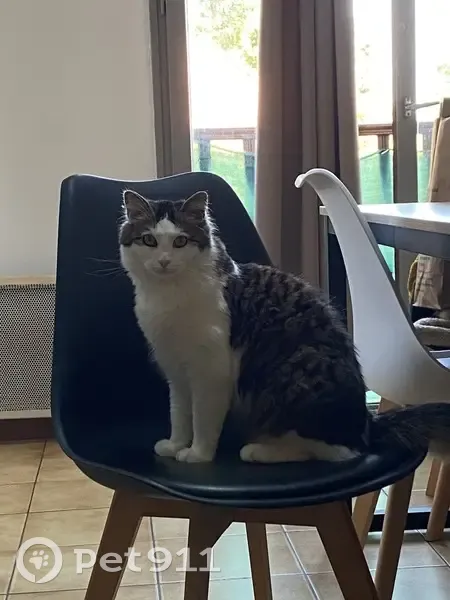 Chat tigré et blanc perdu à Fontenay-le-Fleury - photo