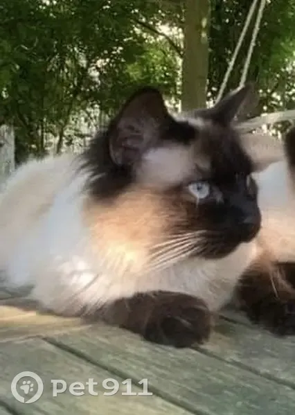 Chat disparu : Billy, siamois mi-long, Fonciron - photo