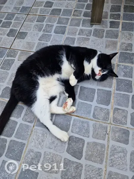 Chat trouvé sociable, Rue de Verlinghem 16 - photo