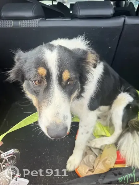 Chien trouvé à Fonsorbes, contactez-nous - photo