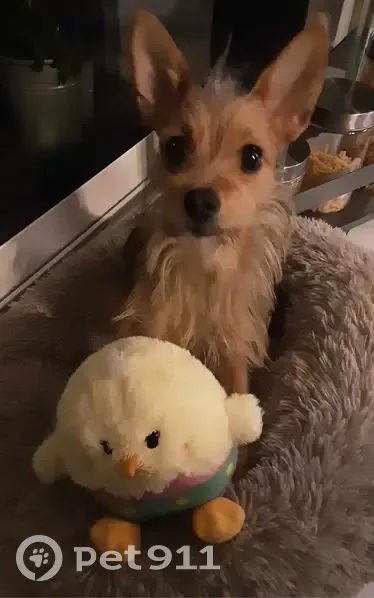 Chien croisé York femelle disparu à Hasnon - photo