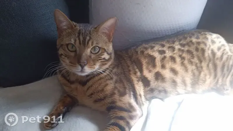 Chat Bengal Perdu à Toulon, Récompense 100€ - photo