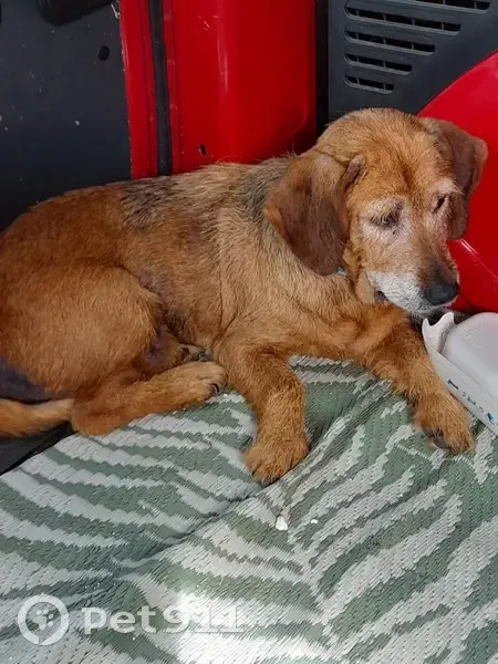 Chienne marron trouvée sans collier à Saint-Derrien - photo