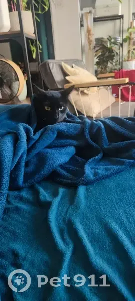Chat européen noir disparu à Strasbourg - photo