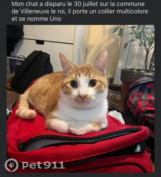 Chat roux et blanc perdu à Villeneuve-le-Roi - photo