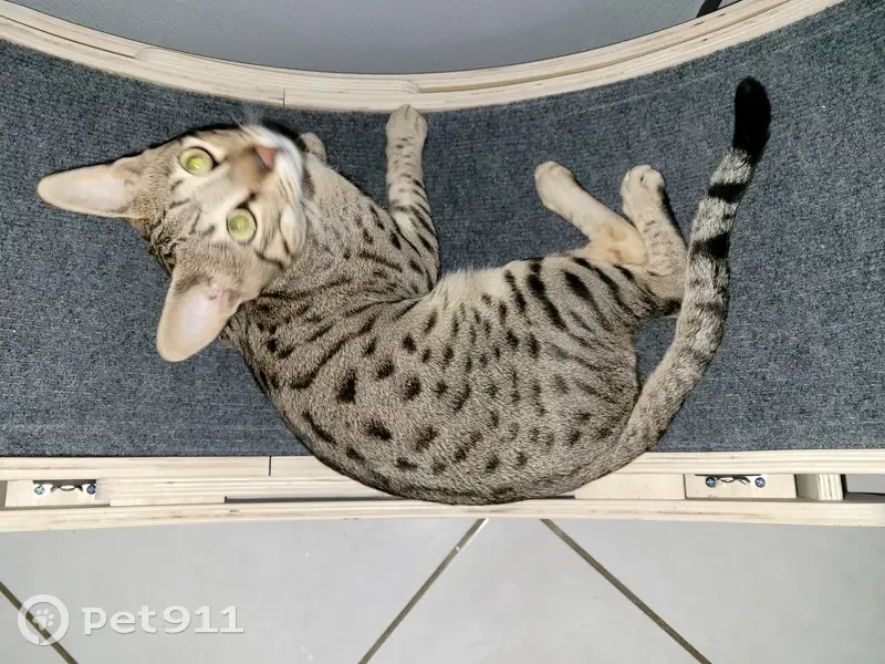 Chat perdu, colier noir, Urio, Bléruais - photo
