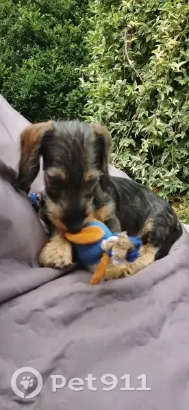 Chien perdu : Teckel à poil dur à Voulangis - photo