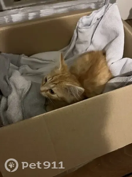 Chaton roux trouvé le 4 août à Cangey - photo