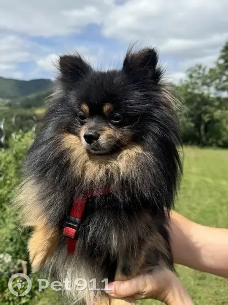 Chien trouvé près du plan d'eau d'Yzeron - photo