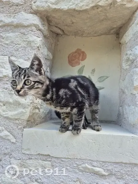 Chaton tigré perdu, 5 mois, Rue des Nauds - photo
