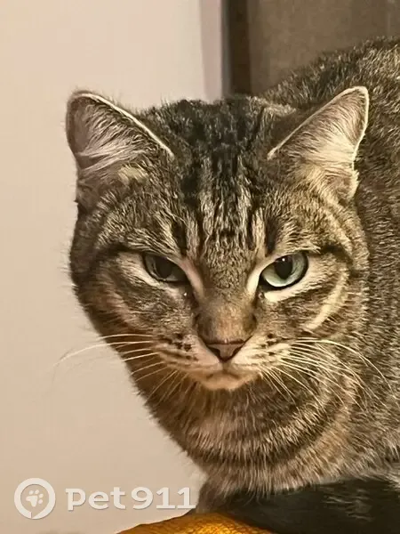 Chatte tigrée perdue à Neudorf, Strasbourg - photo