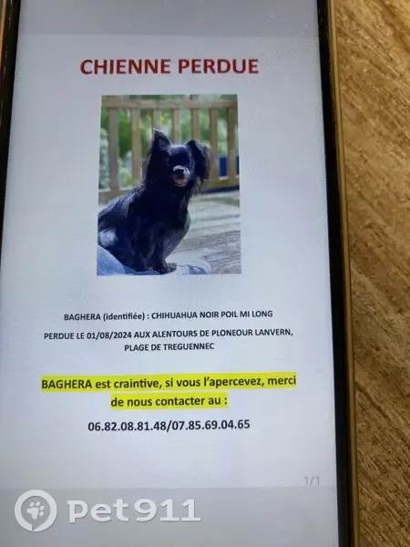 Chihuahua femelle noire perdue à Tréguennec - photo