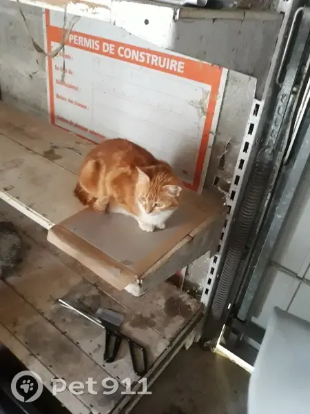Chat européen roux perdu à Maël-Carhaix - photo