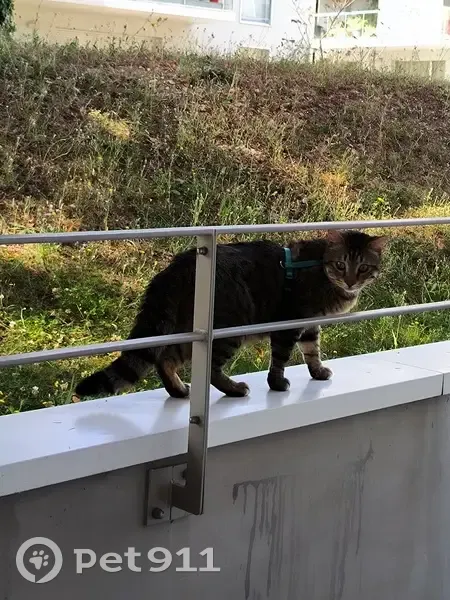 Chat tigré avec harnais vert trouvé à Nantes - photo