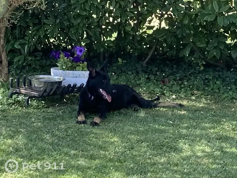 Jeune Malinois noir trouvé sans collier à Chabeuil - photo
