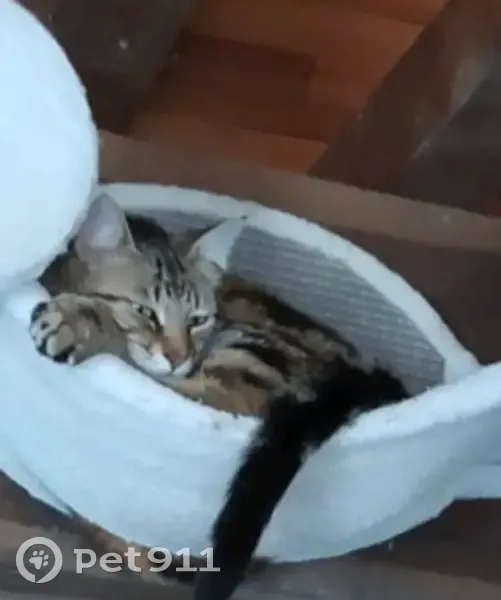 Chat mâle tigré feu/noir perdu à Lahitère - photo