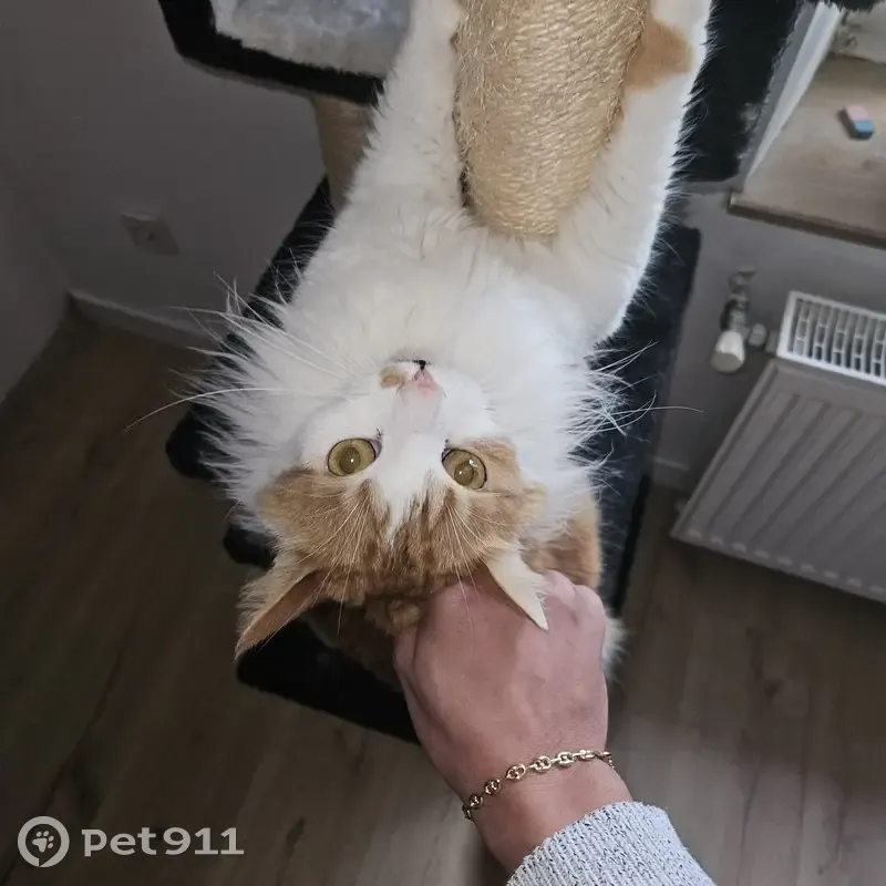 Papaye, chat roux et blanc, disparu à Damelevières - photo