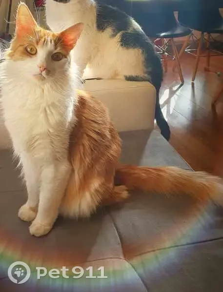 Chat européen roux et blanc disparu à Damelevières - photo