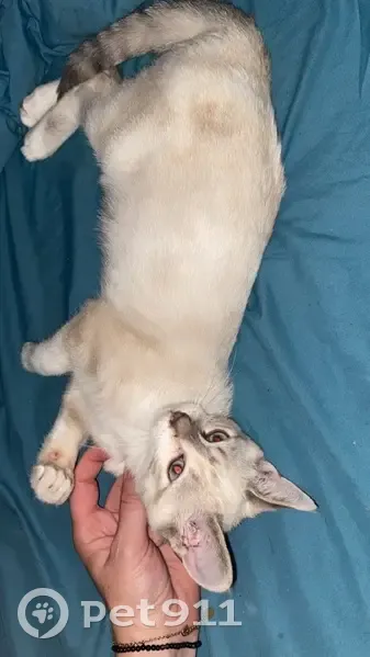 Chaton blanc aux yeux bleus perdu à Aubière - photo