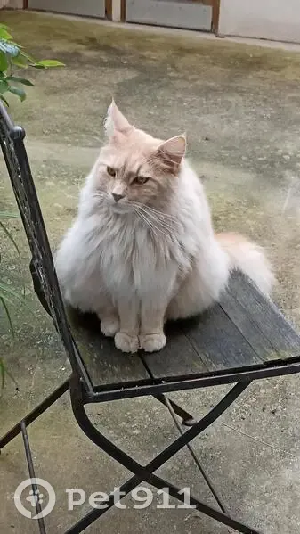Maincoon roux perdu, Rue Gauthier, Ambleville - photo