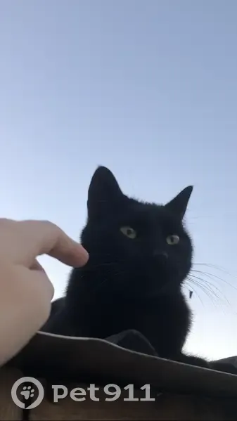 Chat noir mâle disparu à Meyzieu - photo