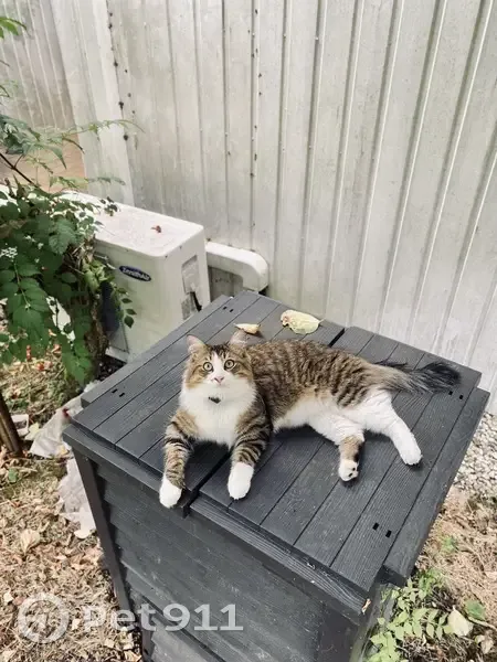 Chat perdu aux Chartrons, Bordeaux - photo