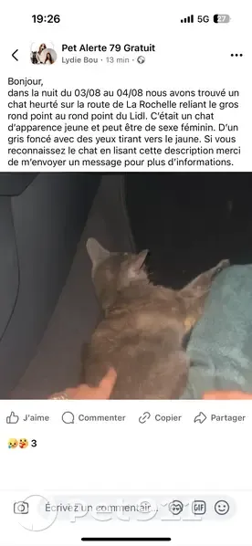 Chat gris trouvé blessé à Bessines - photo