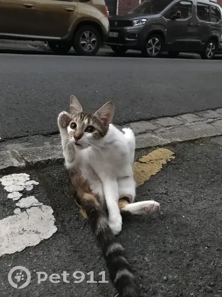 Chat écaille de tortue trouvé à Lille - photo