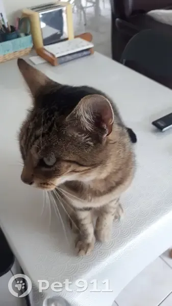 Chat européen affectueux trouvé à Guérande - photo