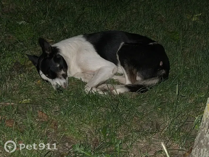 Chien perdu malade à Andrézieux-Bouthéon - photo