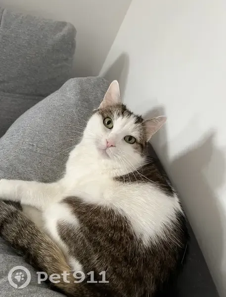 Chat européen mâle stérilisé perdu à Aulnay - photo