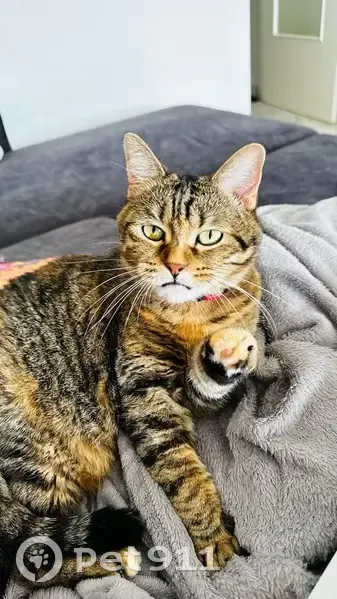 Chatte tigrée perdue à Châtel-Guyon - photo