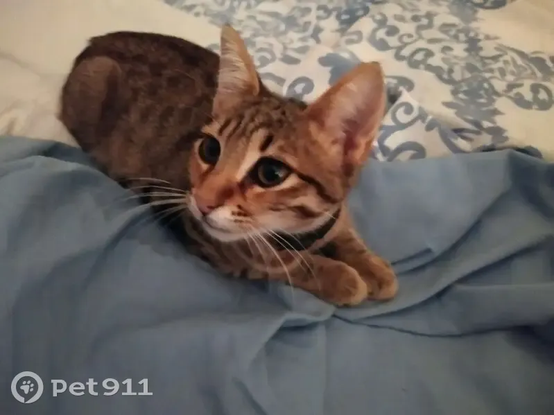 Petite chatte tigrée trouvée à Saint-Chaptes - photo