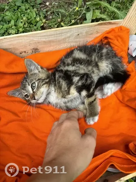 Chaton abandonné cherche famille à Fey - photo