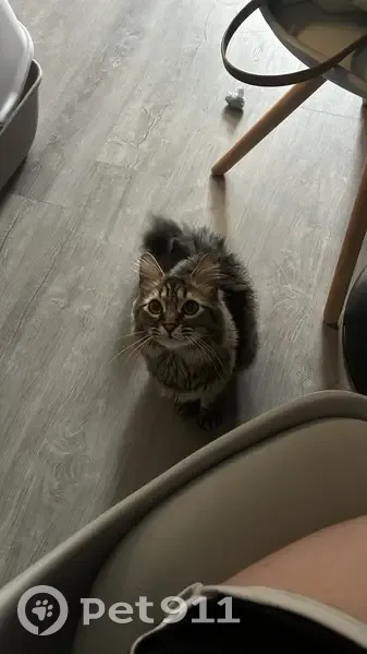 Chat perdu : Umbra, mâle tigré, Chamalières - photo