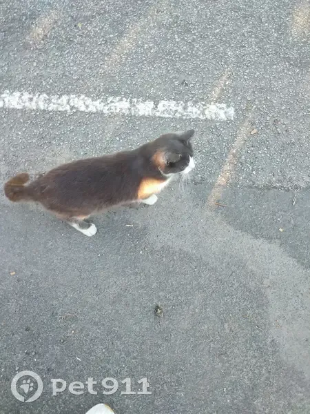 Chat trouvé, très sociable, Avenue des Hauts Bords - photo