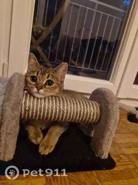 Chat Perdu à Boulogne: Aidez à Retrouver Arya - photo
