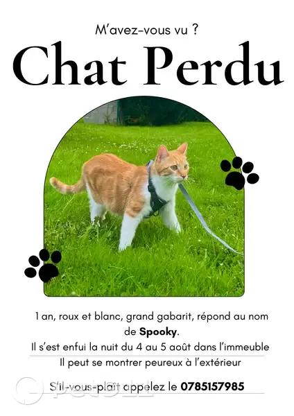 Chat perdu à Vichy, rue Maréchal Foch - photo