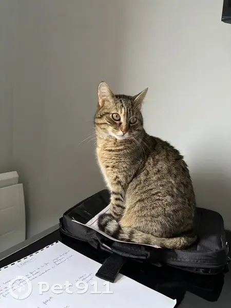 Chatte tigrée 3 ans disparue à Boisseuil - photo