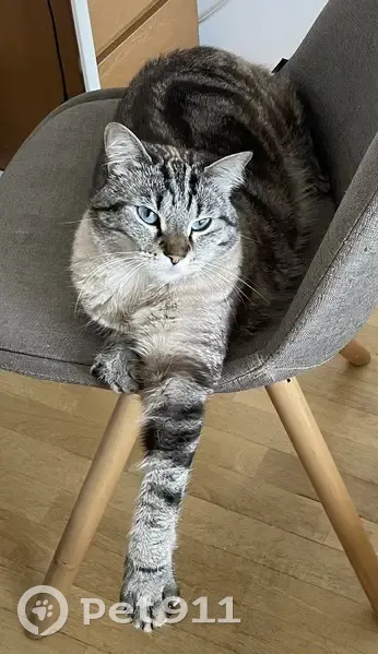 Chatte tigrée grise IZZY disparue à Douarnenez - photo